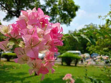 Tayland 'ın Chakuchak Bahçesi' nde Bougainvillea çiçekleri çiçek açmış.