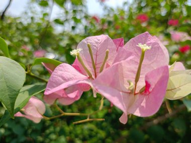 Tayland 'ın Chakuchak Bahçesi' nde Bougainvillea çiçekleri çiçek açmış.