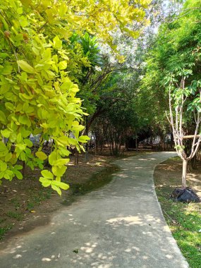 Bangkok Tayland 'da patika yolu ve yeşil ağaçlar rahatça seyahat ediyor.