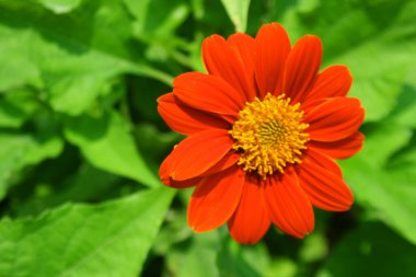 Bangkok, Tayland 'da halka açık bir parkta açan turuncu zinyalar.