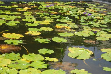 Bangkok, Tayland 'daki bir parkın sularında açan mor nilüfer çiçekleri.