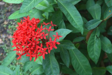 Bangkok, Tayland 'da bir bahçede açan kırmızı iğne