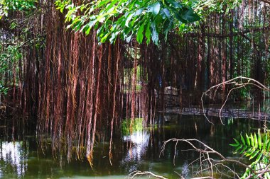Kahverengi banyan ağacı kökleri Bangkok, Tayland 'da bir bahçede suyun içinde güzel bir şekilde asılı duruyor..