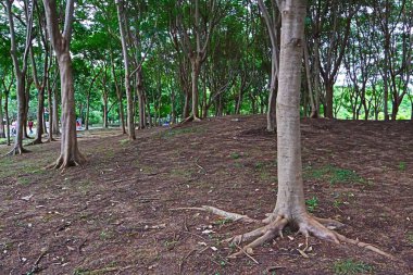 Bangkok Tayland bahçesinde güzel ağaçlar ve kökler
