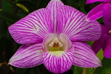 Tayland bahçesindeki ağaçlarda açan pembe orkideler.