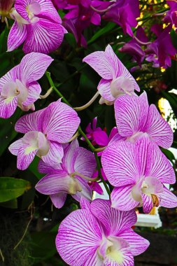 Tayland bahçesindeki ağaçlarda açan pembe orkideler.