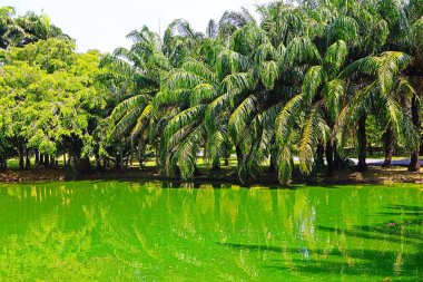 Bangkok, Tayland 'da bir halk parkında deniz kenarındaki manzara ve ağaçlar
