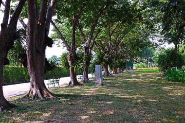 Bangkok, Tayland 'da bir halk parkında deniz kenarındaki manzara ve ağaçlar