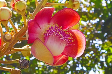 Bangkok, Tayland 'da halka açık bir parkta salata çiçekleri.