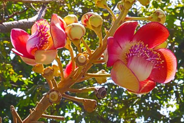 Bangkok, Tayland 'da halka açık bir parkta salata çiçekleri.