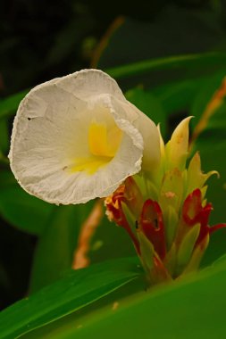 Bangkok Tayland bahçesinde açan beyaz çiçekler   