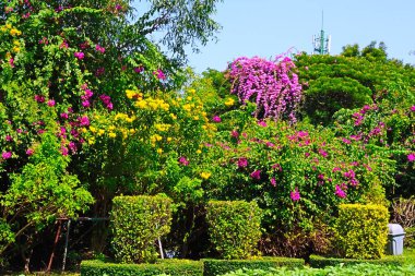 Suan Luang Rama IX, Bangkok, Tayland 'daki Bonsai ağaçları ve renkli çiçek bitkileri