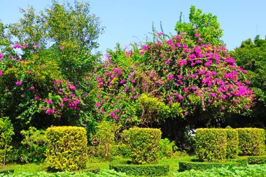 Suan Luang Rama IX, Bangkok, Tayland 'daki Bonsai ağaçları ve renkli çiçek bitkileri