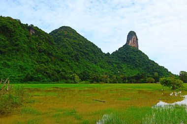 Güzel dağlar, güzel ağaçlar, güney Tayland 'da yeşillik..
