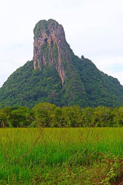 Güzel dağlar, güzel ağaçlar, güney Tayland 'da yeşillik..