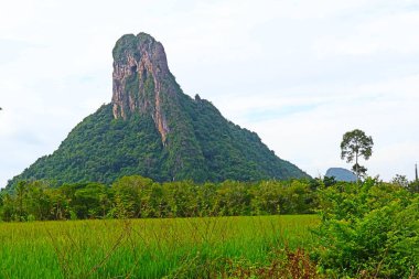 Güzel dağlar, güzel ağaçlar, güney Tayland 'da yeşillik..