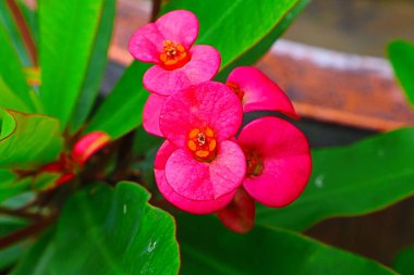 Küçük dikenli bir nokta.