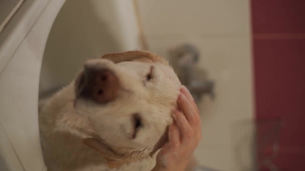 Szczotka Włosów Wyrzuca Psa Labradora Wysokiej Jakości Pionowy Materiał Filmowy — Wideo stockowe