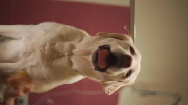 Groomer Vytře Psa Labradoru Vysoce Kvalitní Fullhd Vertikální Záběry — Stock video