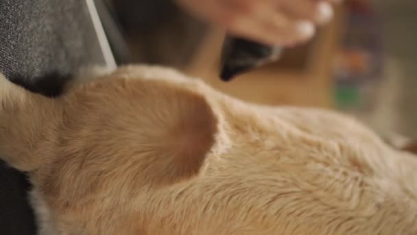 Γκρούμερ Καθαρίζει Ένα Σκυλί Λαμπραντόρ Υψηλής Ποιότητας Κάθετο Υλικό Fullhd — Αρχείο Βίντεο