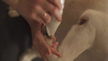 Tımarcı labrador köpeğini fırçaladı. Yüksek kaliteli FullHD dikey görüntüler