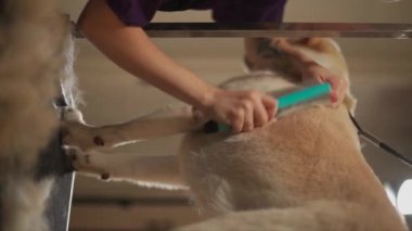 Tımarcı labrador köpeğini fırçaladı. Yüksek kaliteli FullHD dikey görüntüler
