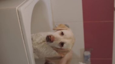 Tımarcı labrador köpeğini fırçaladı. Yüksek kaliteli FullHD dikey görüntüler