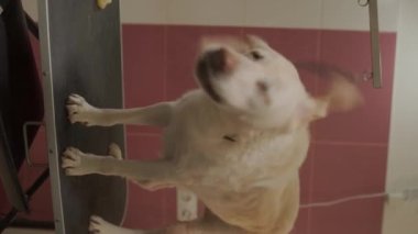 Tımarcı labrador köpeğini fırçaladı. Yüksek kaliteli FullHD dikey görüntüler