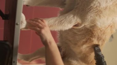 Tımarcı labrador köpeğini fırçaladı. Yüksek kaliteli FullHD dikey görüntüler