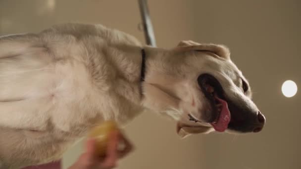 Stalknecht Veegt Een Labrador Hond Weg Hoge Kwaliteit Fullhd Verticale — Stockvideo
