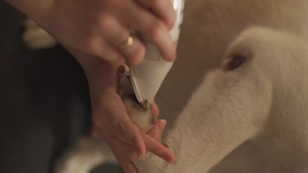 Szczotka Włosów Wyrzuca Psa Labradora Wysokiej Jakości Pionowy Materiał Filmowy — Wideo stockowe