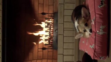 This vertical video features a cozy and intimate scene of a dark room lit by the warmth of a fireplace. In the center of the room, a red dog bed is nestled beside the glowing fireplace, with a Corgi