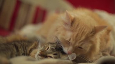 This video captures the heartwarming moment of two cats, one a tabby wildcat and the other a ginger, as they lay on a couch and groom each other in a slow motion shot. The gentle and loving