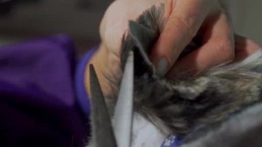 This video showcases a detailed close-up of a Yorkie Terriers ear being expertly trimmed by a female groomer. The skillful hands of the groomer delicately shape and sculpt the dogs ear while