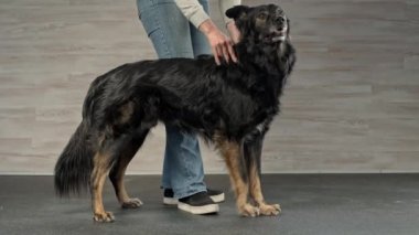 This video captures a peaceful and soothing scene of a black dog receiving a massage from a female owner. The massage helps to calm and relax the dog, providing relief from stress and promoting
