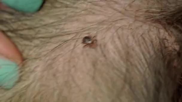 Video Provides Close Live Tick Being Found Removed Dogs Body — Stockvideo