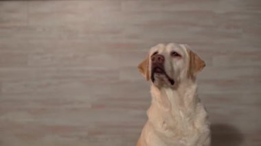 This video provides a close-up of a white Labrador sitting in a medium shot, looking intently at the empty space on the left side of the frame. The dogs focus and the empty space in the frame make it