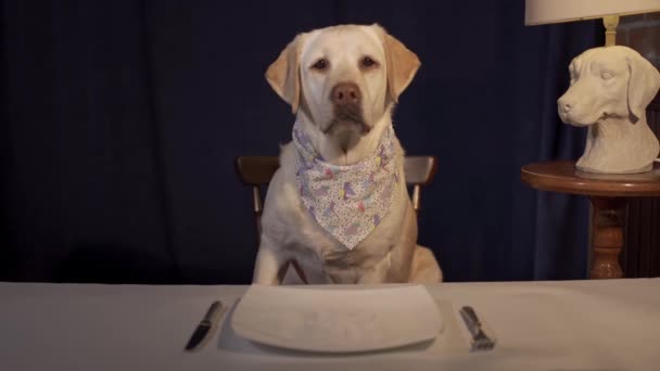 Video Captures White Labrador Bandana Sitting Table Set Plate Silverware — Vídeo de Stock