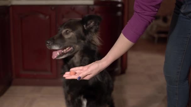 Watch Black Dog Patiently Waits Treat Its Owner Knowing Treat — Stockvideo