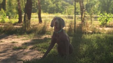Watch a Weimaraner sit on a summer platform during sunset in this golden hour video. Admire the beauty of this elegant dog breed as it takes in the warm evening light.