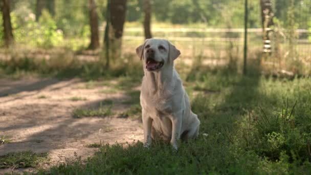 Watch Beautiful White Labrador Retriever Calmly Sits Dog Friendly Playground — Video