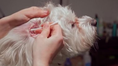 West Highland Teriyeri tımar randevusuna hazırlanıyor. Kulak çubuğuyla dikkatlice kulaklarını fırçalıyor. Kabarık tüylü küçük köpek şımartılırken rahat ve mutlu görünüyor..