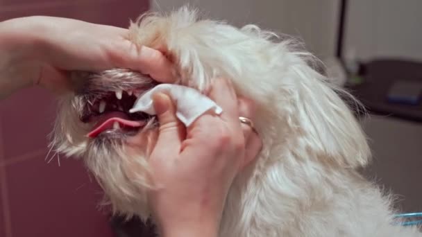 Groomer Attentively Cleans Dogs Teeth Specialized Swab Ensuring Bright Healthy — 비디오