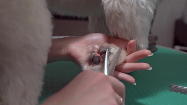 美容师用剪刀修剪护垫周围爪子上的头发 把爪子塑造成整洁干净的样子 他们还修剪爪子垫之间的任何头发 — 图库视频影像