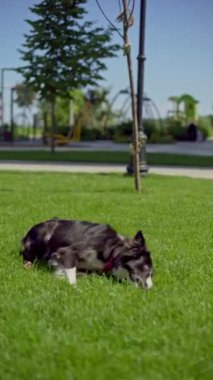 Enerjik Border Collie kıvrılır ve yemyeşil çimlerin üzerinde zıplar, neşeli ve neşeli ruhunu sergiler. Dikey reklam kampanyaları için ideal. 