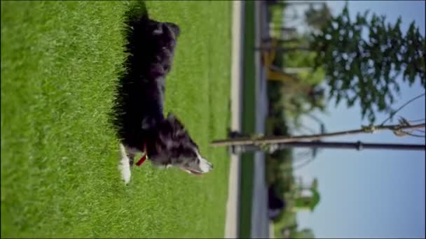 Energetic Border Collie Twists Jumps Lush Green Grass Showcasing Its — Stockvideo