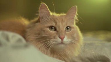 A ginger cat with a warm and cozy demeanor lies on a soft bed. The sun shines in through the window, illuminating the feline with a warm glow and creating a peaceful atmosphere. 