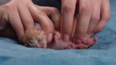 Yeni doğmuş, terk edilmiş, göbek bağı olan bir kedi yavrusuna, beslendikten sonra karın masajı uyarısı yapılır..