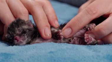 Yeni doğmuş, terk edilmiş, göbek bağı olan bir kedi yavrusuna, beslendikten sonra karın masajı uyarısı yapılır..