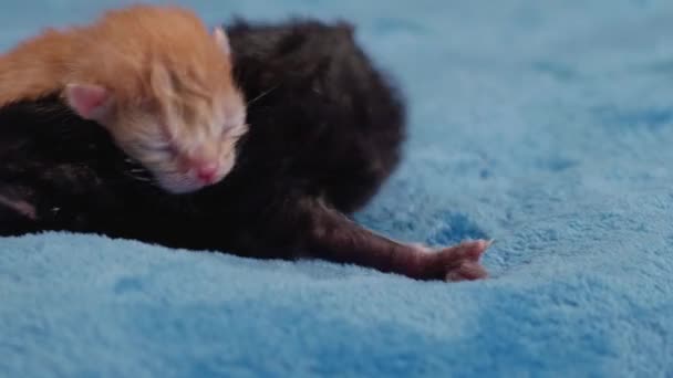 Dua Anak Kucing Hitam Dan Merah Yang Baru Lahir Yang — Stok Video